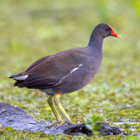 Common Gallinule